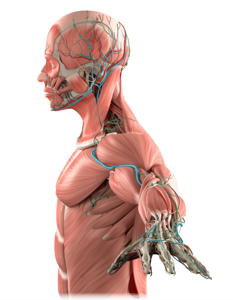 medical-terminology-for-interpreters